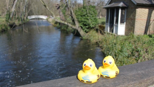 Two yellow rubber ducks sitting on a the handrail of the Snuff Mill Bridge at Morden Hall Park with the River Wandle and another bridge in the background.